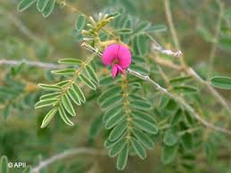 Image result for Tephrosia rhodesica