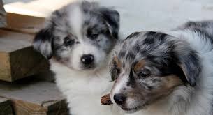 Puppyfinder.com is your source for finding an ideal australian shepherd puppy for sale in usa. Australian Shepherd Dog Puppies And Dogs For Sale Near You