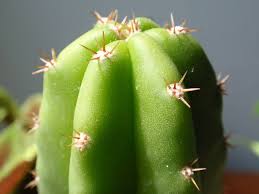 The subreddit for discussion of **san pedro cactus and its various cousins (all trichocereus)**. Pin On Entheogens Medicinal Plants Et Al