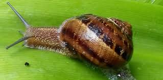 Risultati immagini per LUMACA