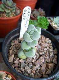 Crassula Arta Cacti And Succulents Succulent Gardening Planting Succulents