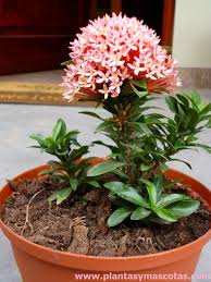 Image result for Ixora narcissodora