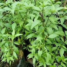 Sayur ini kesukaan semua yang di rumah.apa lagi di santan seperti ini.waktu masih tinggal sama orang tua sering sekali masak ini kadang di campur sama terong pipit makan nya lahap dengan sambal terasi dan ikan asin waaah makin endul. Jual Bibit Tanaman Daun Selasih Basil Pohon Selasih Obat Herbal Jakarta Barat Hitz Banget Store Tokopedia