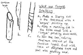 Grafting is used for two principal reasons: Fruit Tree Propagation Wikipedia