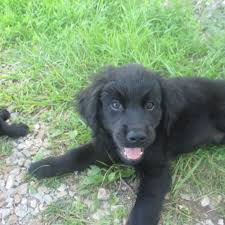 Mental stimulation is also very. Pin On Animals