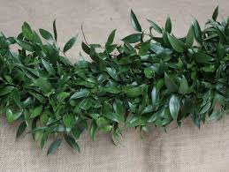Extensive array of colorful and seasonal plants for your projects. Italian Ruscus Garlands Alpha Fern
