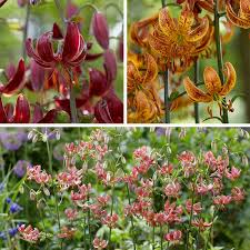Image result for Lilium martagon `Chameleon`