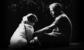 Do Pets Go To Heaven When They Die Biblical Christianity