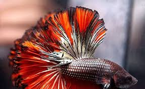 Beautiful betta fish in aquarium. 16 Most Beautiful Types Of Betta Fish Meowlogy