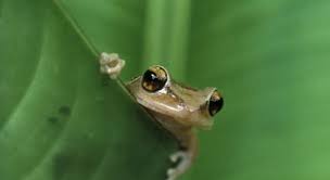 This covers everything from disney, to harry potter, and even emma stone movies, so get ready. What Do Adult Frogs Not Have Trivia Questions Quizzclub
