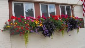 Sign up now to enjoy. Window Box Ideas For All Seasons With Photos Dengarden
