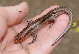 Crocodiles and alligators are actually reptiles and not scientifically considered to be lizard species. Lacertilia