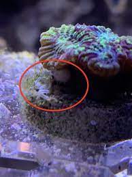 We did not find results for: Vermetid Spaghetti Worm Reef2reef Saltwater And Reef Aquarium Forum