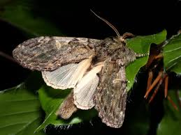 Image result for Peridea anceps