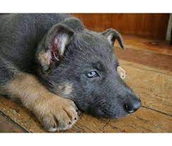 Blue Gsd Google Image Result For Http I Oodleimg Com Item 3017898313u 2x424x360f Dog Blue German Shepherd Black German Shepherd Dog German Shepherd Puppies