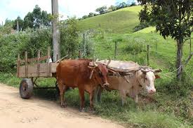 Carro de boi, o velho e fiel companheiro de trabalho