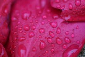 #shopmycloset #poshmark #shopping #style #pinitforlater #chaser #tops. Micro Photography Of Water Droplets On Flower Petals Free Image Peakpx