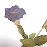 Image result for Thunbergia vogeliana