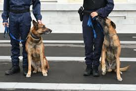 Améliorer leur culture générale par une meilleure. Devenir Maitre Chien De La Police Nationale 2021