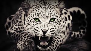 Black And White Cheetah Photography Black White Cheetah Wallpaper Hdwallpapershams Com Cheetah Wallpaper Wild Animal Wallpaper Leopard Wallpaper