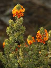 Image result for Indigofera setulosa