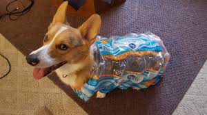 See our top picks here! Diy Corgi Raincoat One Size Fits All Funny