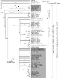 Image result for Bullockia setiflora