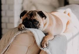 Sometimes travel plans simply don't allow us to bring along our four legged friends. Average Cost Of Boarding A Dog While You Re On Vacation
