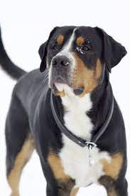 pin by charmayne smith on greater swiss mountain dog great swiss mountain dog dog breeds swiss mountain dogs