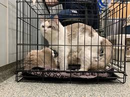 Get a ragdoll, bengal, siamese and more on kijiji, canada's #1 local classifieds. 45 Ragdoll Cats Surrendered To Mspca After Breeding Operation Grows Out Of Control The Boston Globe