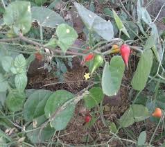 Image result for Kedrostis foetidissima