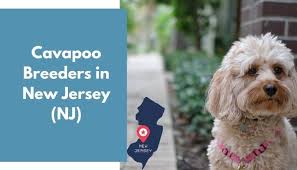 Find your new family member today, and discover the puppyspot difference. 14 Cavapoo Breeders In New Jersey Nj Cavapoo Puppies For Sale Animalfate