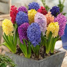 Buy Hyacinth Flower Bulbs Online From Nurserylive At Lowest Price Bulb Flowers Flower Garden Design Bulbous Plants