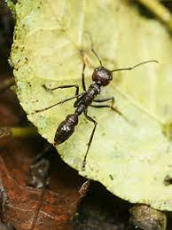 Paraponera Wikipedia