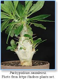 Image result for Pachypodium saundersii