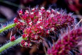 Image result for Ascolepis capensis