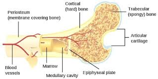 Flat bone structure the structure of flat bones is a little different than that of other bones, such as long bones. Compact Bone Definition And Function Biology Dictionary
