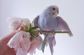 Birds Flying High Lyrics Lil Wayne You Look So Cool Cute Animals Budgies Cute Birds
