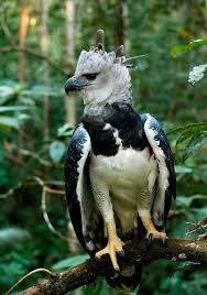 Eagle Birds Of Prey Animals Brazilian Eagle Harpy Eagle Pet Birds Birds Of Prey