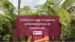 L'espèce a peu évolué depuis le carbonifère. Collection De Fougeres Arborescentes Et Exotiques 1 2 Youtube