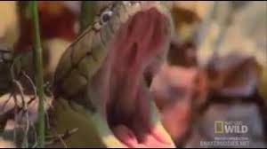 Titanoboa menduduki peringkat pertama sebagai ular terbesar di dunia ,panjangnya yang bisa mencapai 14 sampai 15 meter pasti membuat siapa saja shock berat melihatnya sampai tak sadar karena, didalam sungai abuna, terdapat reptil terbesar di dunia. Bunyi Sebenarnya Ular Tedung Selar Yang Bunyi Seperti Ayam Jgn Di Cari Bunyi By Halinaiman Halinaiman