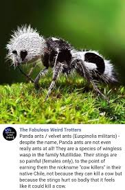 Image result for panda ant