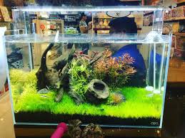 354 Likes 1 Comments Ada Natureaquarium Philippines Adaphilippines On Instagram Ada Nature Aquariums On S Nature Aquarium Freshwater Aquarium Aquascape