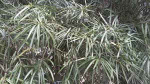 Image result for Afrocarpus usambarensis
