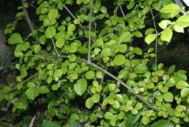 Image result for Pisonia aculeata