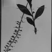 Image result for Habenaria malacophylla