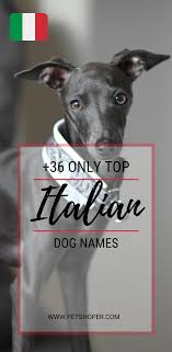 Looking for some lovely nicknames for your daughter, girlfriend or wife? Italian Dog Names 36 Only Top Ideas With Video Petshoper