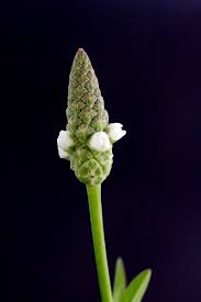 Image result for Sphenocleaceae