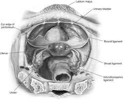 Pelvic skeleton includes two hip bones, sacrum and coccyx. Intra Abdominal Pelvic Anatomy Obgyn Key