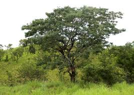 Image result for Brachystegia